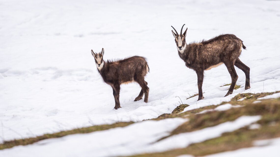 Gämse im Schnee (nah) | © natur-freizeit.ch Gämse im Schnee (nah) | © natur-freizeit.ch