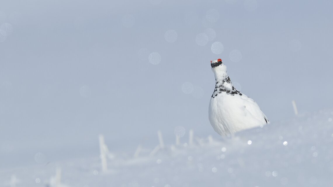 Alpenschneehuhn | © natur-freizeit.ch Alpenschneehuhn | © natur-freizeit.ch