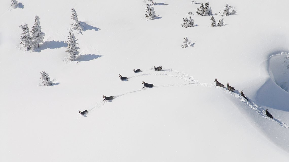 Gämse im Schnee | © natur-freizeit.ch