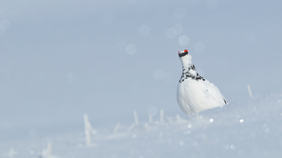 Alpenschneehuhn | © natur-freizeit.ch